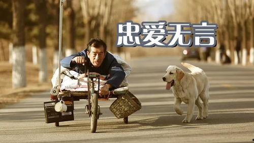 忠爱无言全集在线观看,全集在线观看，感人至深的动物情感故事